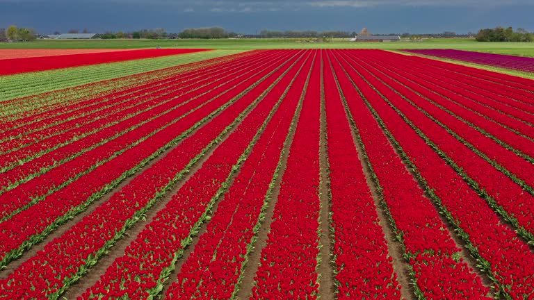 Red tulip flowers field, the Netherlands.