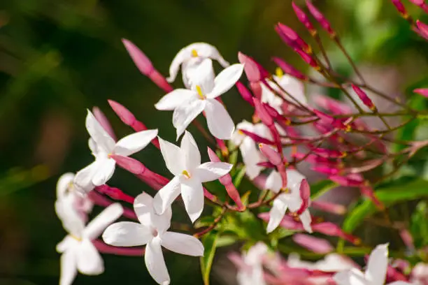 Jasmine flower (Jasminum officinale), blooming with green leaves background