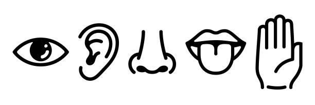 пять человеческих чувств иконы набор. зрение слух запах коснуться вкусовые знаки - sensory perception stock illustrations