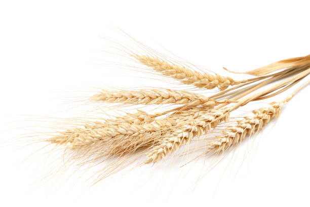 istock Sheaf of wheat ears on white background. 1317776792