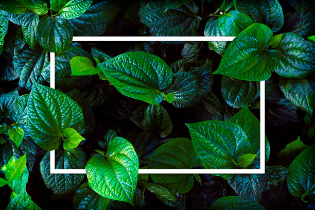 istock White frame on green leaf background, text can be written, natural lush green leaves of leaf texture background. 1317776865
