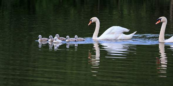A large flock of graceful white swans swims in the lake, swans in the wild. The mute swan, latin name Cygnus olor.