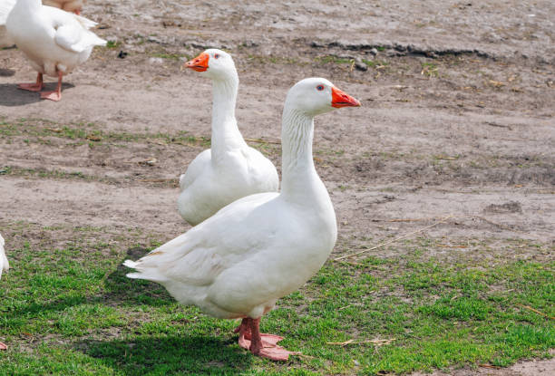 istock White geese walking on the meadow 1317777045