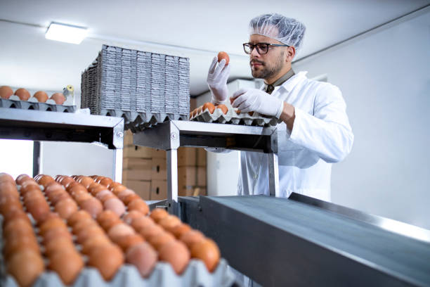 istock Technologist inspecting and checking quality of an egg at food processing plant. 1317777771