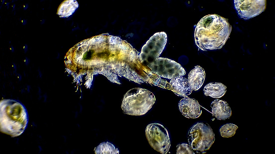 Seed shrimp, Ostracoda, have a bivalved shell. Live specimen. Wet mount, 2.5X objective, transmitted brightfield illumination.