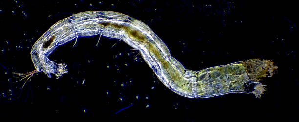 istock Larva swimming in pond 1317777799