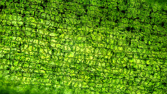 Células vegetales bajo microscopio photo