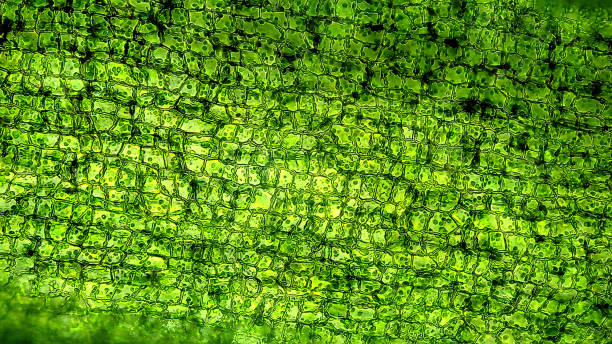 células vegetales bajo microscopio - chlorophyll fotografías e imágenes de stock