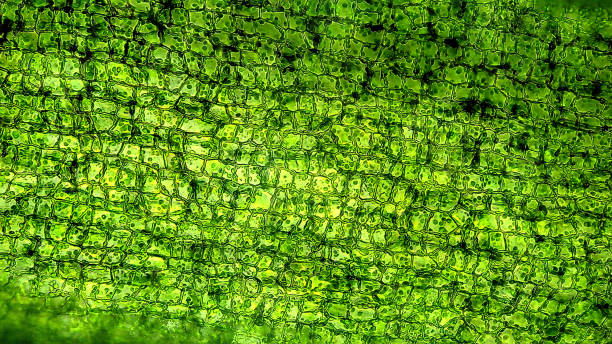 cellule vegetali al microscopio - clorofilla foto e immagini stock