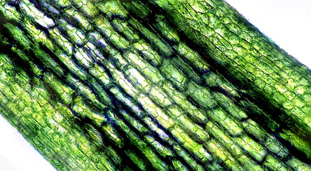 Plant cells under microscope Plant cells under microscope microscope slide stock pictures, royalty-free photos & images