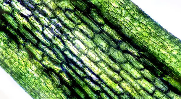 Plant cells under microscope