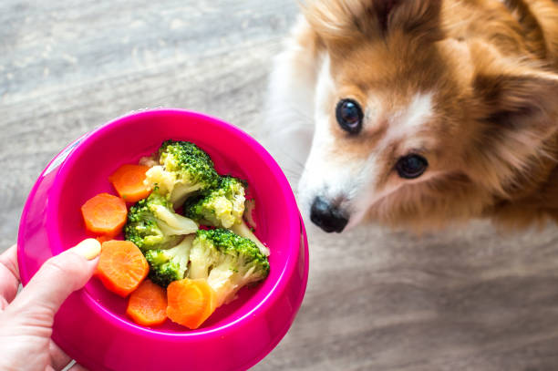 Hand of the owner with a bowl of vegetables for the dog close-up. Ginger dog soft focus stock photo