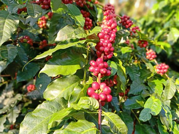 istock Close up of red raw coffee berries 1317777969