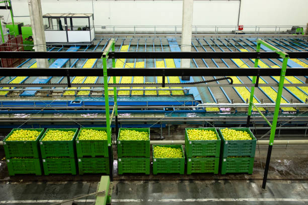 Interior view of fruit processing factory with machines for washing and sorting apples.