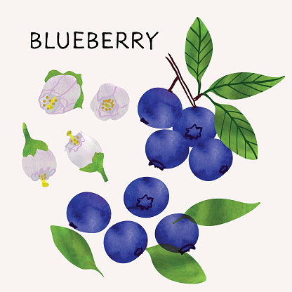 Blueberry illustration set with watercolor texture and line art. Hand drawn fully isolated modern colorful design elements ideal for health product packaging, brochures, web and more. Vector