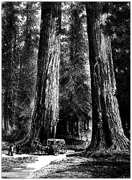 istock Antique illustration from school atlas: California big trees 1317778935