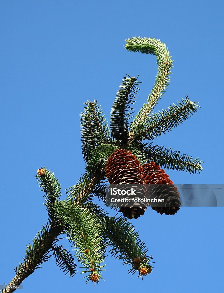 Hütchen von picea abies'Virgate' - Lizenzfrei Advent Stock-Foto