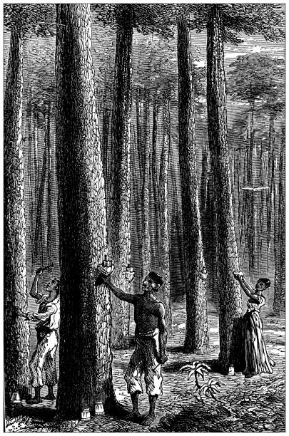 illustrazioni stock, clip art, cartoni animati e icone di tendenza di illustrazione antica dall'atlante scolastico: india, albero di gomma - linfa