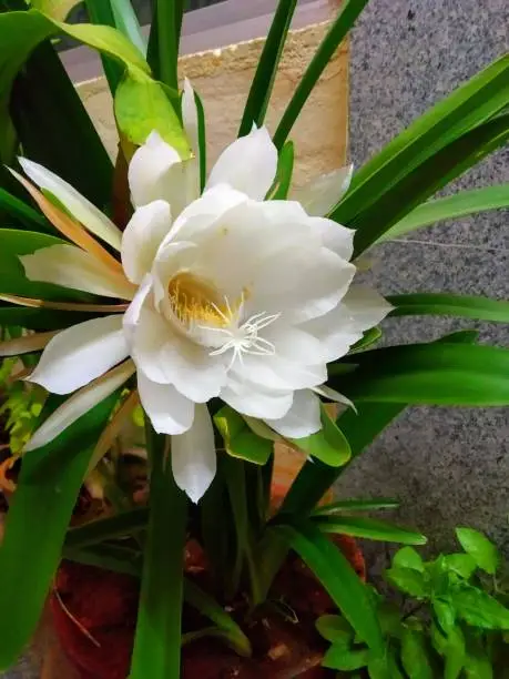 Photo of Saussurea obvallata is commonly known as Night-blooming Cereus, Queen of the night, Lady of the night, Brahma Kamal