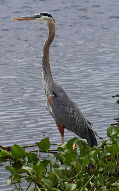 istock Great blue heron hunting in Florida. 1317782487