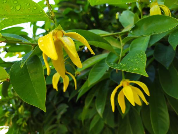 Yellow ylang-ylang flowers Yellow ylang-ylang flowers ylang ylang stock pictures, royalty-free photos & images