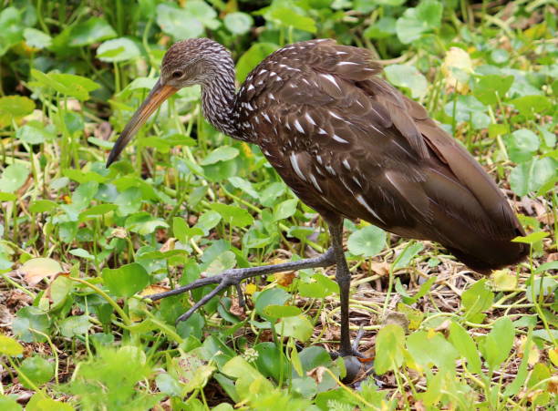 istock Limpkin hunting for snails in a Florida state park. 1317783168