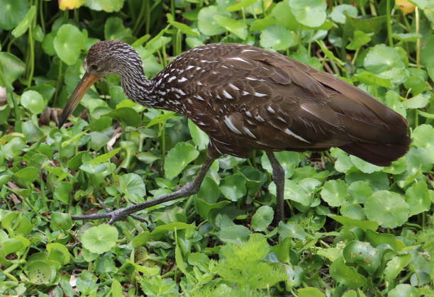 istock Limpkin hunting for snails in a Florida state park. 1317783170