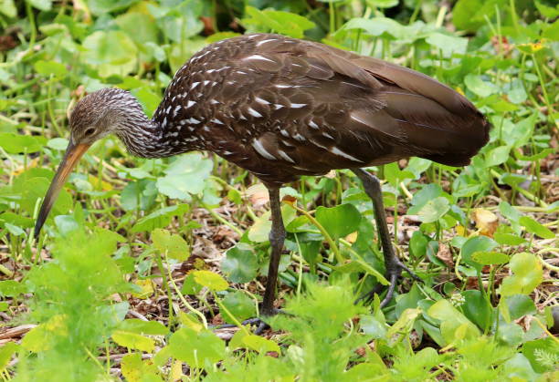 istock Limpkin hunting for snails in a Florida state park. 1317783678