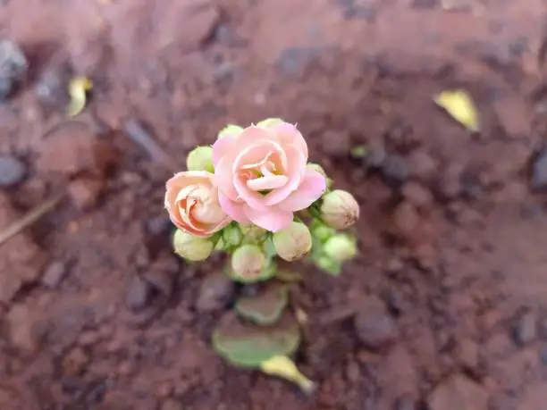 A pink variety of Kalanchoe blossfeldiana is a houseplant. It known Christmas kalanchoe, florist kalanchoe