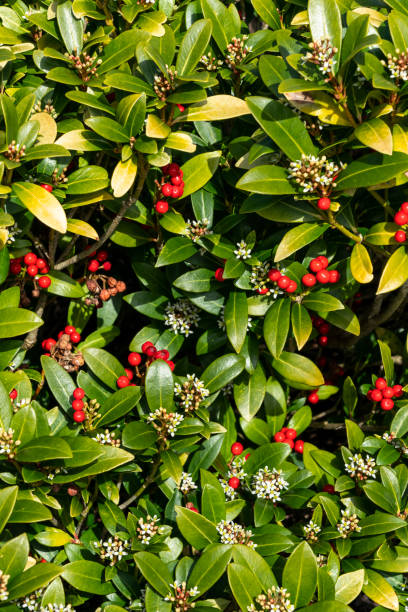 istock Skimmia japonica subsp reevesiana 1317785105