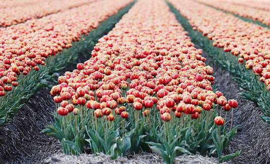 This is a collection of Tulip Fields in the Noordoostpolder (the Netherlands).