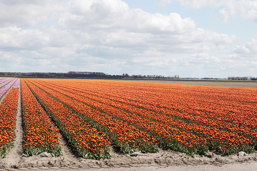 This is a collection of Tulip Fields in the Noordoostpolder (the Netherlands).