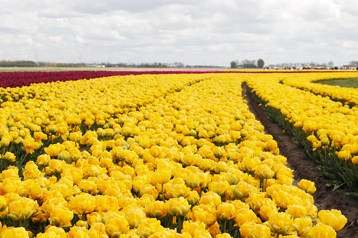 This is a collection of Tulip Fields in the Noordoostpolder (the Netherlands).