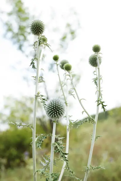 Close up of green globe thistle flowers in a meadow.Echinops banaticus Blue Glow Globe Thistle.