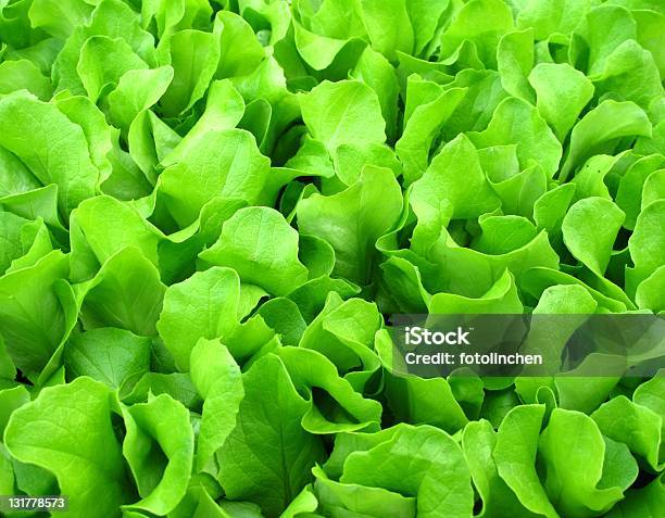 Salat Setzlinge Stockfoto und mehr Bilder von Makrofotografie - Makrofotografie, Veganes Essen, Fotografie