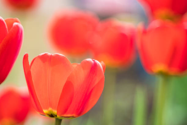 istock The first spring red tulips grow in the ground 1317785778