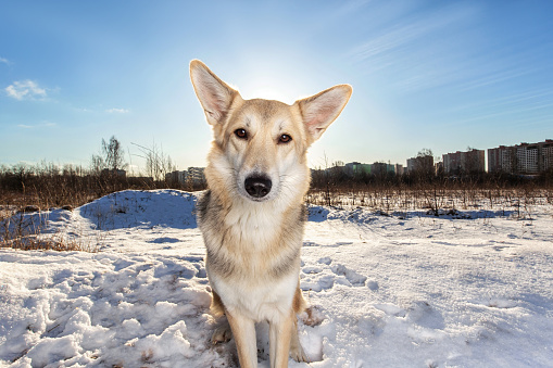 Portrait of a cute mixed breed shepherd dog sitting at snow and looking at camera