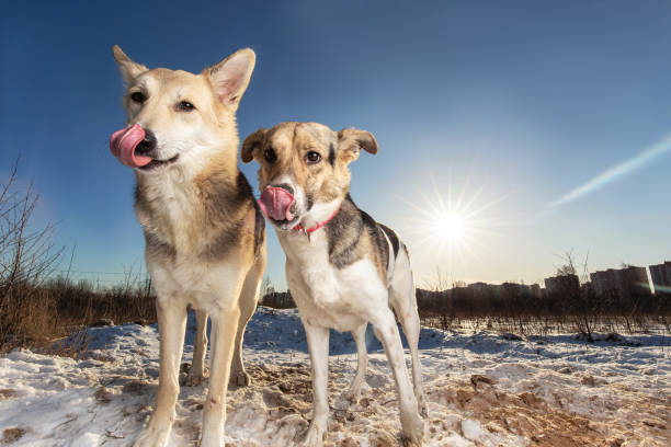Dog face looking up, portrait close-up, blue sky, low angle view, copy space, snow