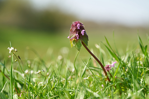 flowering deadnettle (Lamium purpureum) on a meadow in a park in springtime