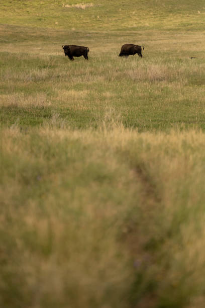 istock Thin Trail Through Prairie Guarded by Bison 1317789031