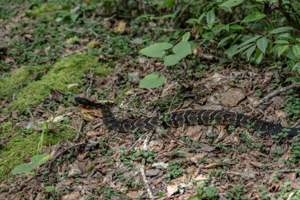 istock Timber Rattlesnake On Side of Trail 1317789046
