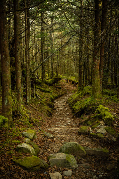Trail Heads Downhill Through Mossy Forest in Great Smoky Mountains National Park