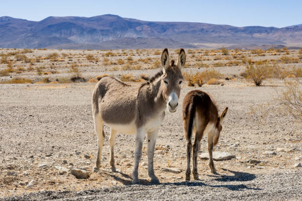istock Two Wild Donkeys In The Desert 1317789155