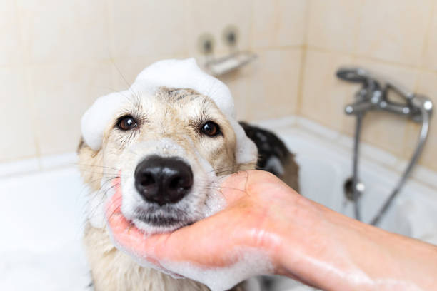 a dog taking a shower with soap and water - bichos mimados imagens e fotografias de stock