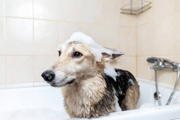 istock A dog taking a shower with soap and water 1317789261