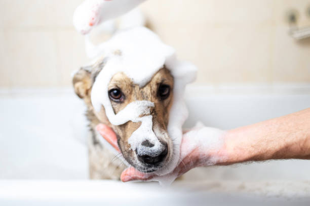 istock A dog taking a shower with soap and water 1317789267