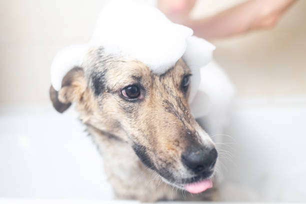 istock A dog taking a shower with soap and water 1317789270
