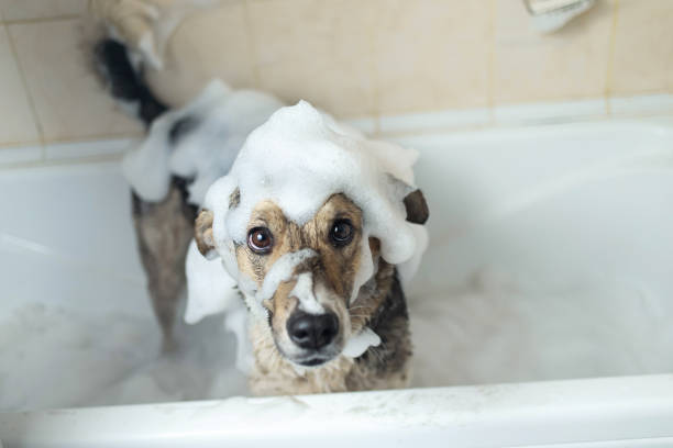 istock A dog taking a shower with soap and water 1317789272