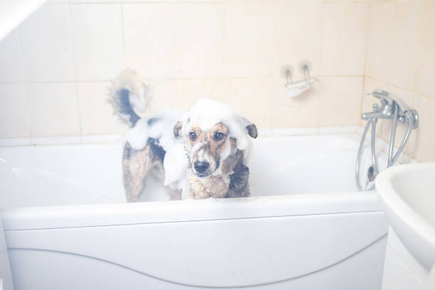 istock A dog taking a shower with soap and water 1317789294