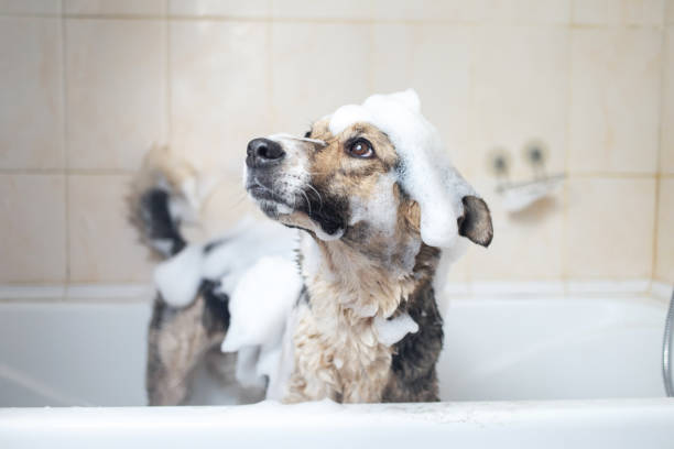 istock A dog taking a shower with soap and water 1317789298